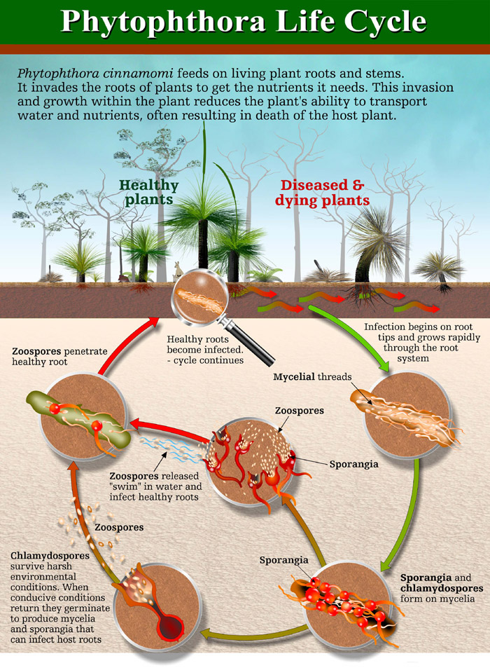 Phytophthora Dieback 1