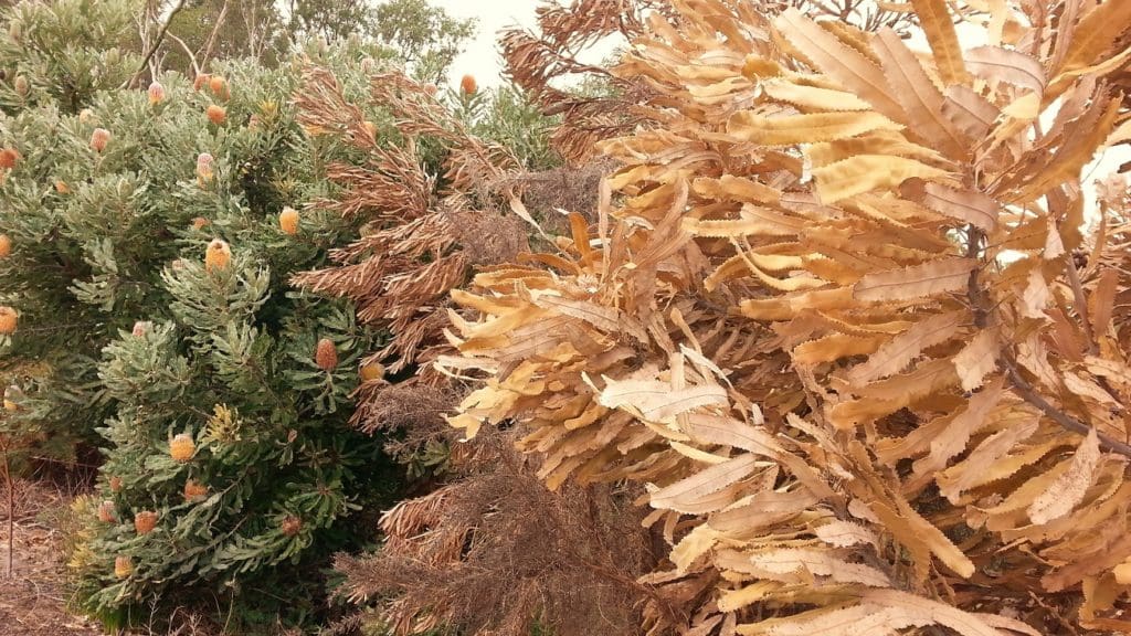 Plant Diseases Seminar At Murdoch University This Friday 1