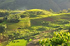 Vietnam To Host The 8Th Iufro Meeting 19-25 March 2017 3