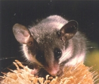 Calling For Your Opinions In An Online Survey 1 Calling For Your Opinions In An Online Survey 1