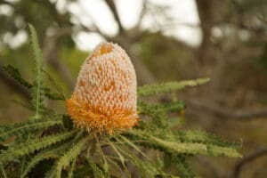Orange Banksia Prionotes Flower